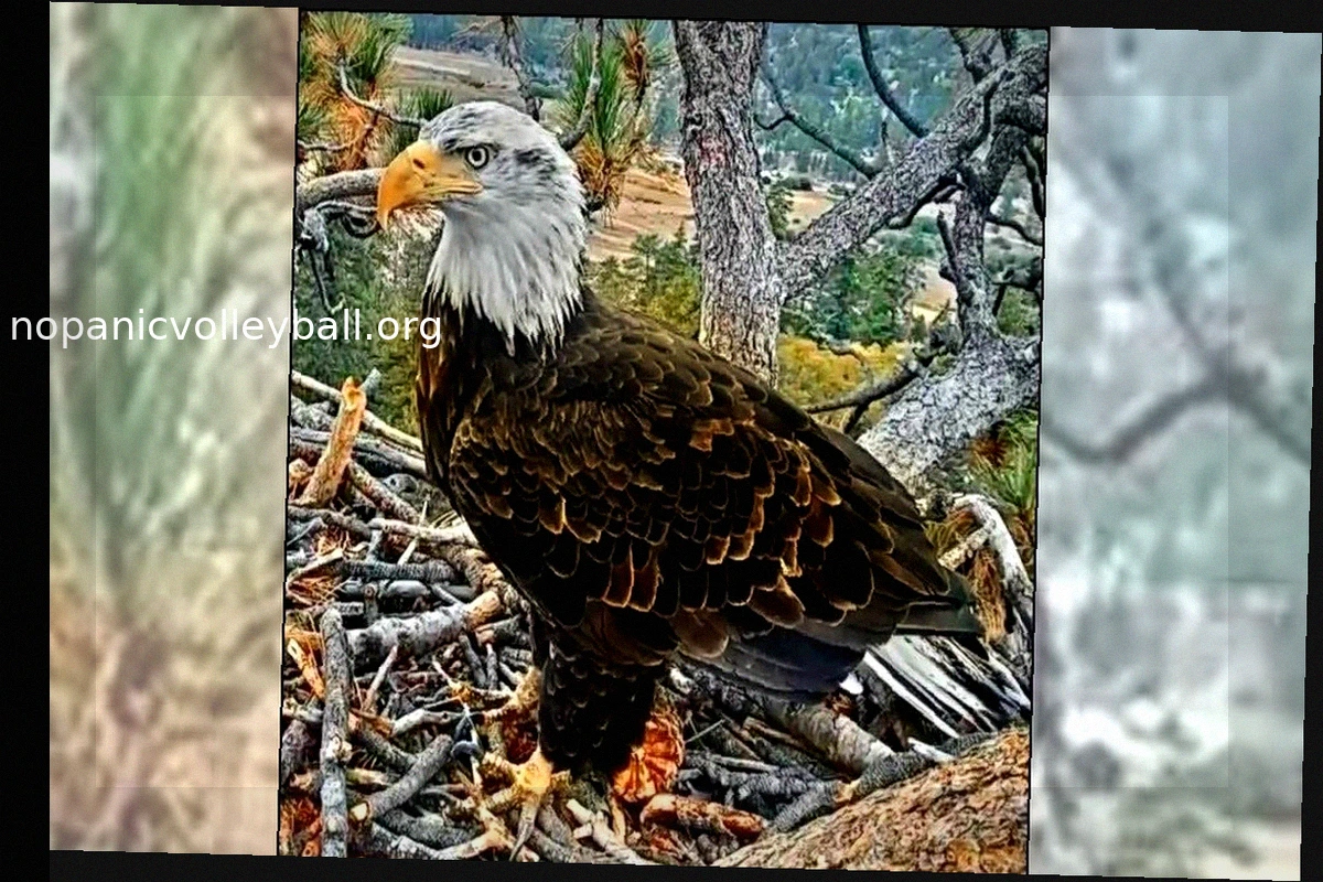 Young Bald Eagle, Previously Known as KD1, is Now Named Kaydee